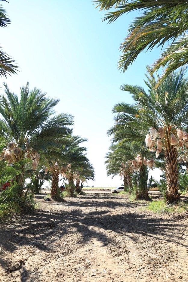 Date palms lining a drive in Yuma Arizona.