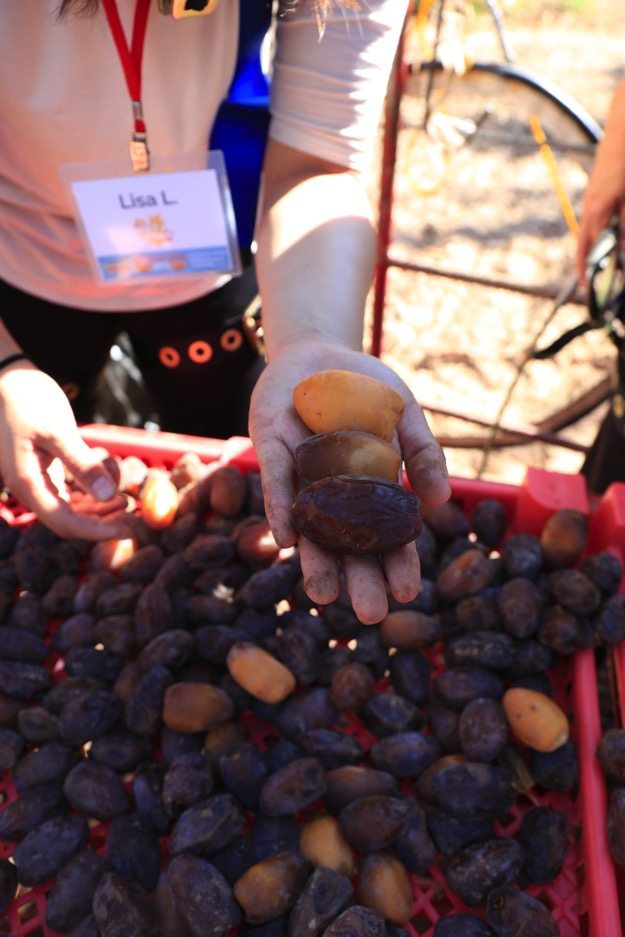 Fresh medjool dates in the palm of a hand.
