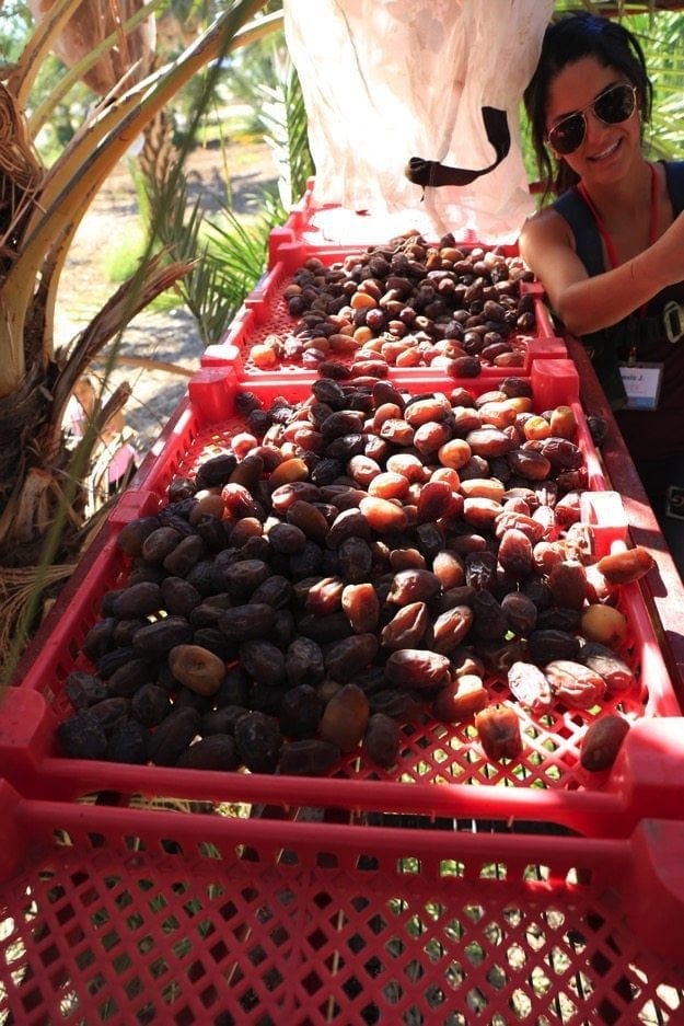 Medjool Date Harvest