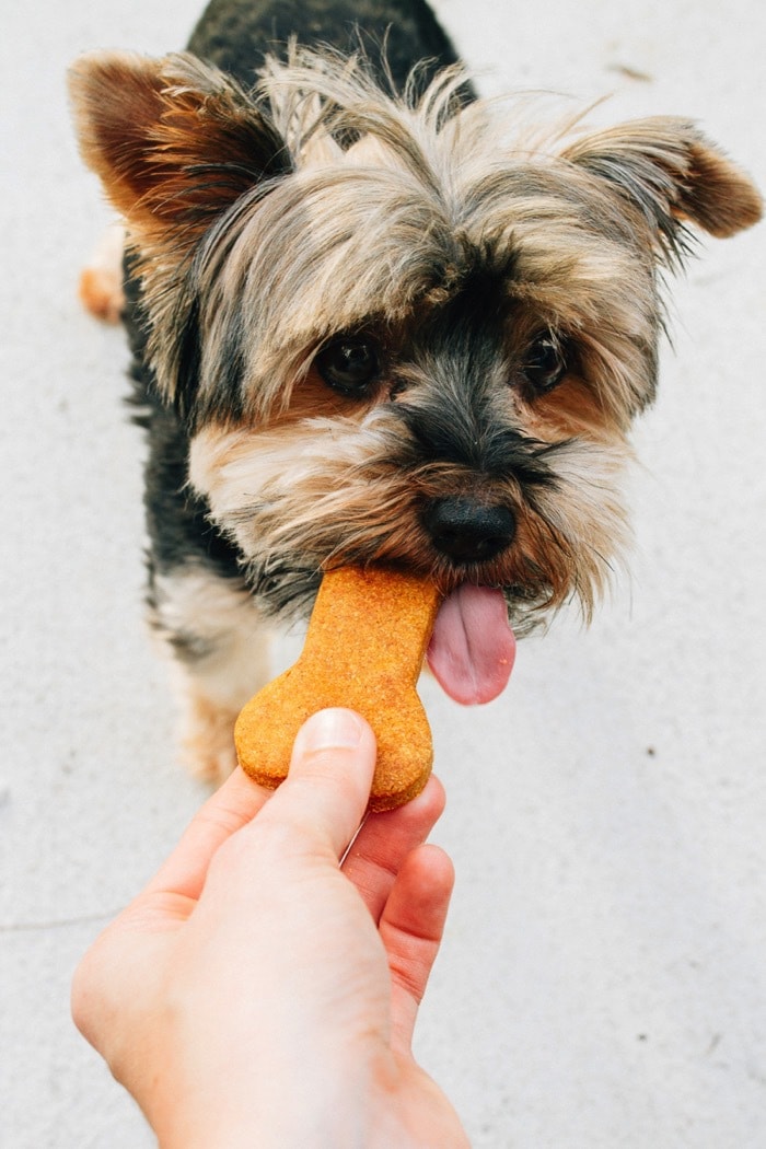 Puppy eating a homemade peanut butter and pumpkin dog treat.