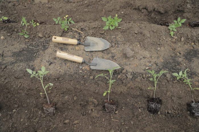 Plants with a Purpose Plants with a Purpose