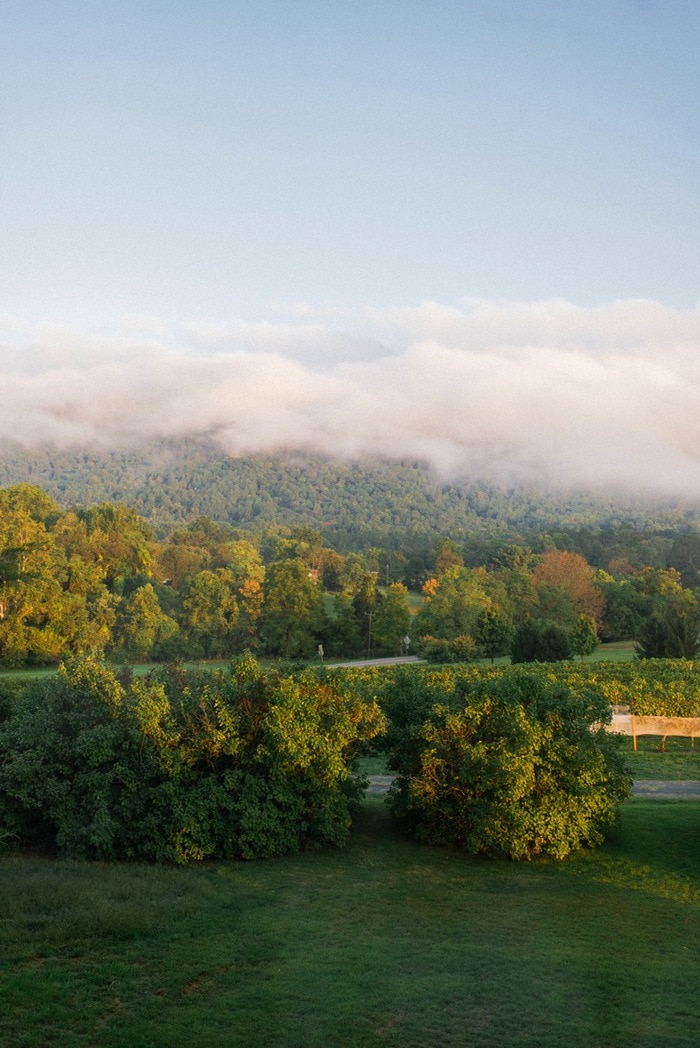 Veritas Vineyard.jpg Vertias Vineyard