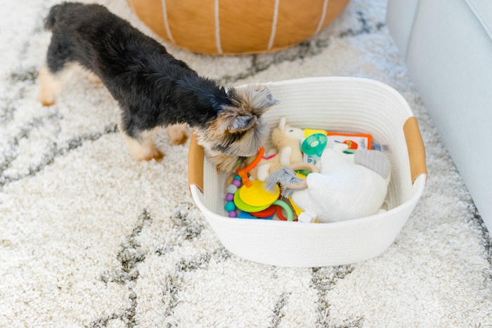 Yorkie looking at a basket of baby toys.