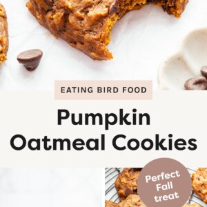Top photo: Close-up of a pumpkin oatmeal cookie with chocolate chips and a bite taken out. Bottom left photo: Stack of pumpkin oatmeal cookies with chocolate chips, sitting on a wooden board with a glass of milk in the background. Bottom right photo: Plate filled with pumpkin oatmeal cookies topped with chocolate chips, with a small dish of extra chocolate chips nearby.